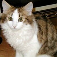 SAYOKO (@sayo_lovenight) 's Twitter Profile