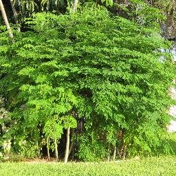 The Tree Our World vision is to plant culturally and environmentally sustainable trees or tree gardens in every building/block in urban centers globally!