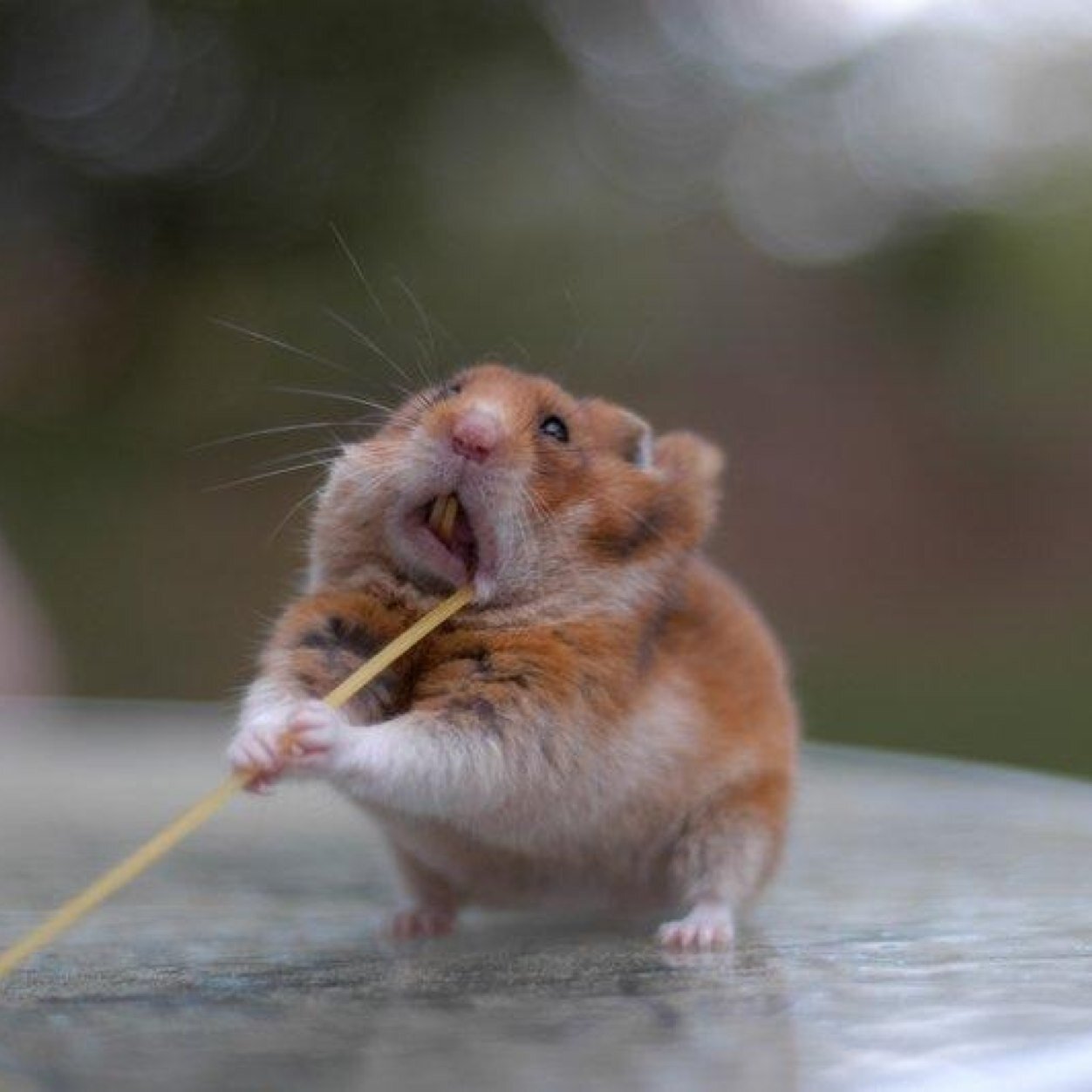 mon7si's profile picture. モンスト初心者です。
いろいろ教えてください！
よろしくお願いします！