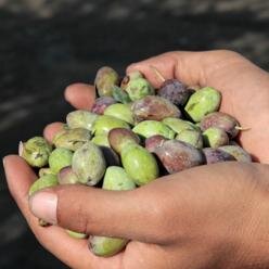 CanaanFairTrade's profile picture. Fair Trade Delicacies from Palestine, The Land of Milk and Honey. Organic and Fair Trade products.