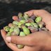 Canaan FairTrade (@canaanfairtrade) Twitter profile photo