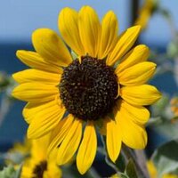 伊予灘ものがたり写真館@kanno (@haru_orenge) 's Twitter Profile Photo