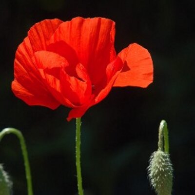 JETTINGBUY Poppy Vintage Brooch Red Crystal Flower Badge