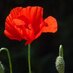 le coquelicot (@lecoquelicot) Twitter profile photo le coquelicot (@lecoquelicot) Twitter profile photo