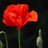 lecoquelicot's profile image