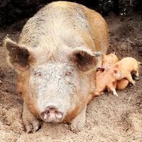 Greenvale Farm (@greenvalefarm) Twitter profile photo