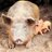 GreenvaleFarm's profile image