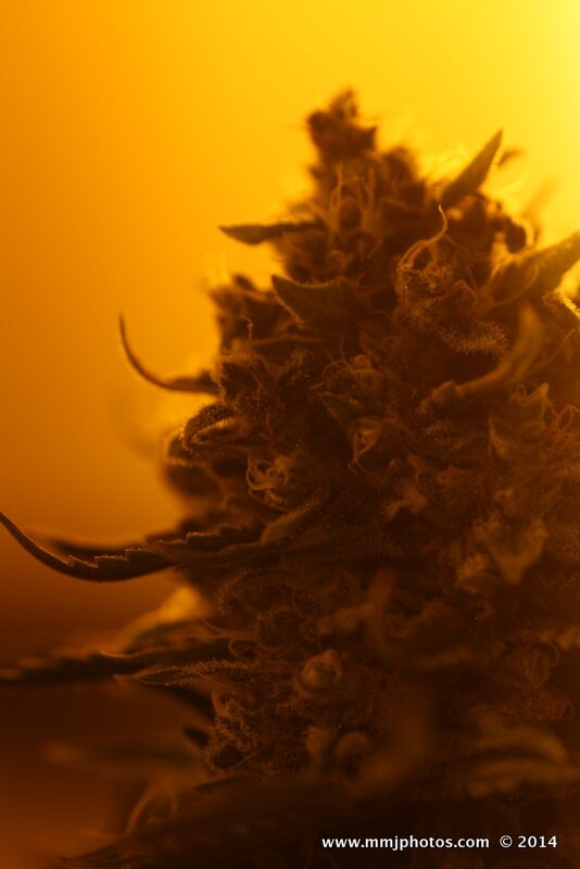 Puff Puff Pass Canada!