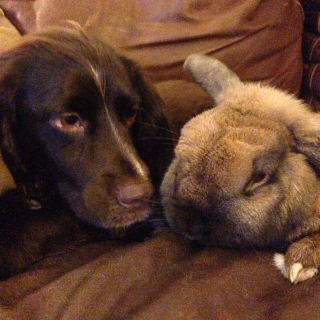 W_of_spaniels's profile picture. Woof! @lizsmithyorks' favourite pet. Working cocker spaniel. #yorkshire #skipton #salcombe #cotswolds