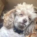 Will Lombardi - @Will_Lombardi - Twitter