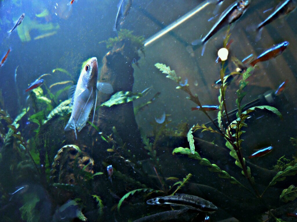 Aqua29Y's profile picture. 中２からボチボチ始めて只今高１のアクア好き。まだまだ経験浅いです(´・c_・`)