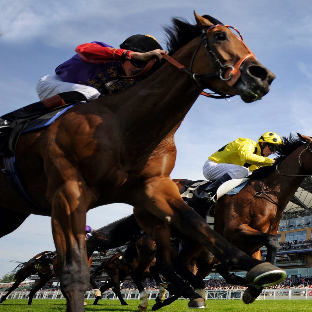 Fresh, New & Exciting horse racing tips!