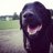 The_dog_Jack7's profile image