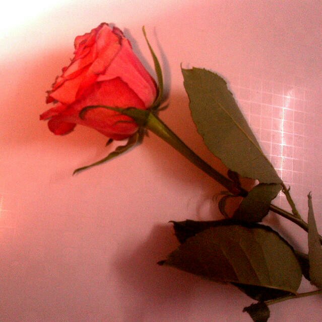 ﻻ‌ ﺗﻴﺄﺱّ ! فـ وﺍﻟﻠﻪَ ﻣﺂﺑﻜﺖَ ﻋﻴﻦَ ﺇﻻ‌ ﻭﻓﻮﻗﻬﺂ ﺭﺏّ ﻳﺨﺒﺊُ ﻟﻬﺂ ﺍﻷ‌ﺟَﻤﻞ ♥~