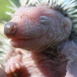 Serega_Shapar's profile picture. Everthing about top mobile phones