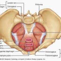 PFNiagara's profile picture. Passionate about helping women address pelvic floor issues through exercise