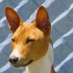 Tambuzi Basenjis is kennel devoted to this ancient dog breed. Occasionally breeding.Puppies sometimes available for companions or show prospects.