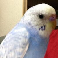 ふくた (@fukuta24) 's Twitter Profile