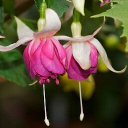 Fuchsia Enthusiasts and Bloggers.  We love to show photos of our about 300 cultivars and share information about fuchsias.