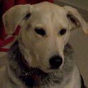 Lorinda Johnson - @Mydogislady - Twitter