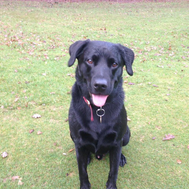 MarionWhiteman's profile picture. 