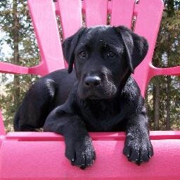 polarvortex60's profile picture. 