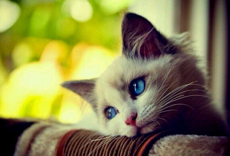 Someday u'll understand .