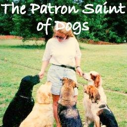 Writing a novel about animal rescuers called The Patron Saint of Dogs.
Sorry, I don't follow photos of graphic animal cruelty.