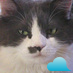 BigFatMollyCat's profile picture. I'm big and fat. Oh, and my litter box posts video to Twitter whenever I use it.