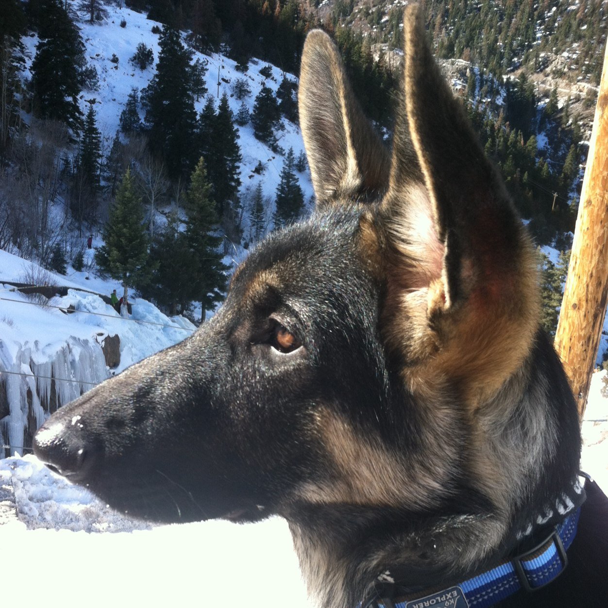 I'm Buddha Bear a GSD Service Dog, check on my adventures and training. Howl with love!  #howlwithlove