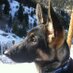 Buddha Bear (@buddhabeargsd) Twitter profile photo