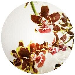 Wholesome Organic Body Oils lovingly hand blended in Primrose Hill, London.
http://t.co/rQX8nlGVNi    http://t.co/86CpHwRmeJ