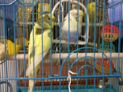 lospericos2's profile picture. 