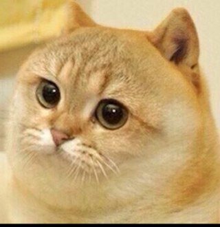 Gamer, Fun, Funny, Awesome, Cute, And Adorable Also you follow me i follow you :)