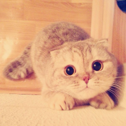 lizagirlz's profile picture. 