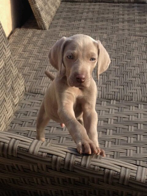 My name is Cooper. I am a Weimaraner. I was born on Nov. 2013 in Spain and live very happy with my human family in Barcelona. I want to share my world with you