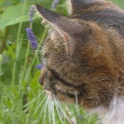Hi, we are Warrior Cats Fan Clans, our website is small and the only way to grow is with you guys! Calling all Warriors fans to help make this website epic!
