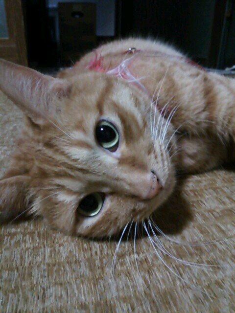 はな さんのプロフィール写真