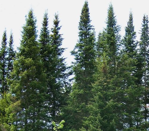 Communications/Government Affairs Director, Vermont Natural Resources Council