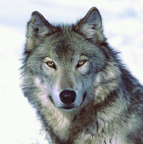 Oldgraywolf_'s profile picture. Cuando los Lobos despierten los chacales huirán...
Hombres del Oeste el destino avanza sobre nosotros, enfrentemos el mal con valor, esa es nuestra misión...