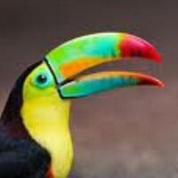 Diane Toucan (@dianetoucan) 's Twitter Profile Photo
