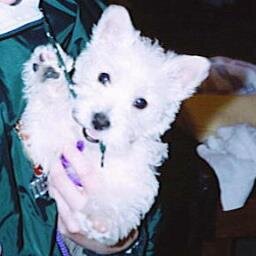 Stella's Mom. I 💙 Dogs.
#StellaDoodle #KindnessIsFree
@rotter2012.bsky.social