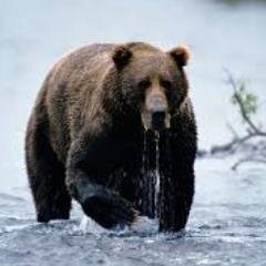 BrownBearRoars's profile picture. Brown Bear Roars