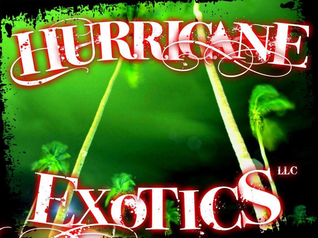 We are a Licensed local hobbyist Reptile breeder located in South Florida, specializing in producing Superior Quality Ball Python morphs