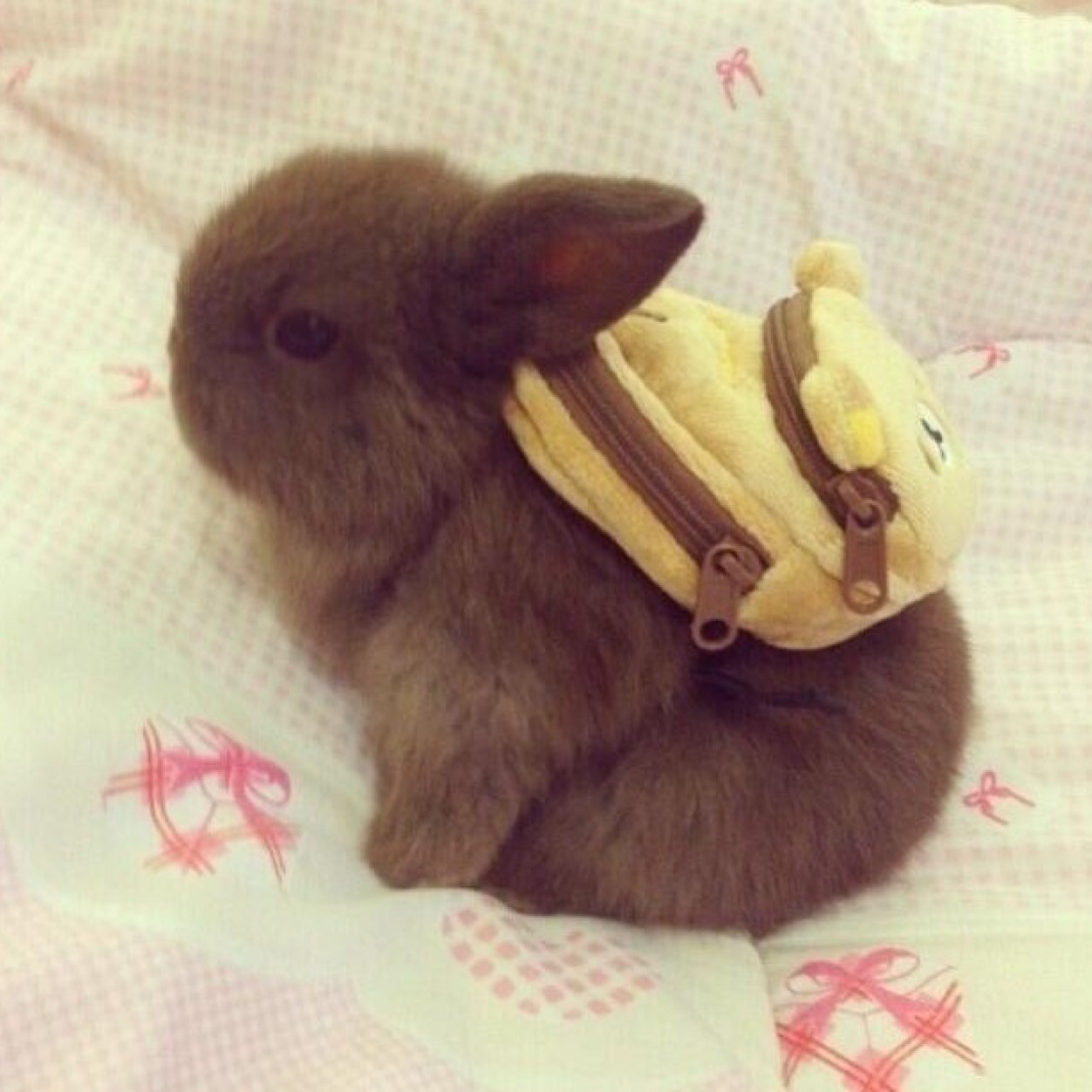 just a happy lil bunny loving life, adventuring, and spreading posi vibes!!! 
#POSIPOSSE #SNCKCREW