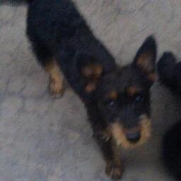 Soy un perro Amante de morder a las personas. Demaciado Jugeton, Mascota de: @Hernanpaez08 y @MatuPaez07 & Debilidad de @_Luu08