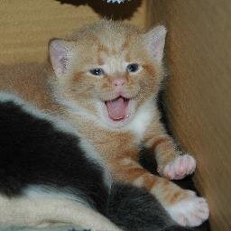 Cat_Shui Profile Picture