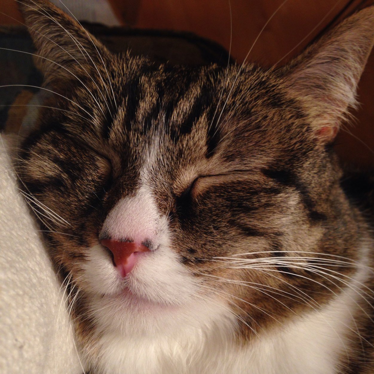 CJbeastie's profile picture. Happiness truley is the best thing ever