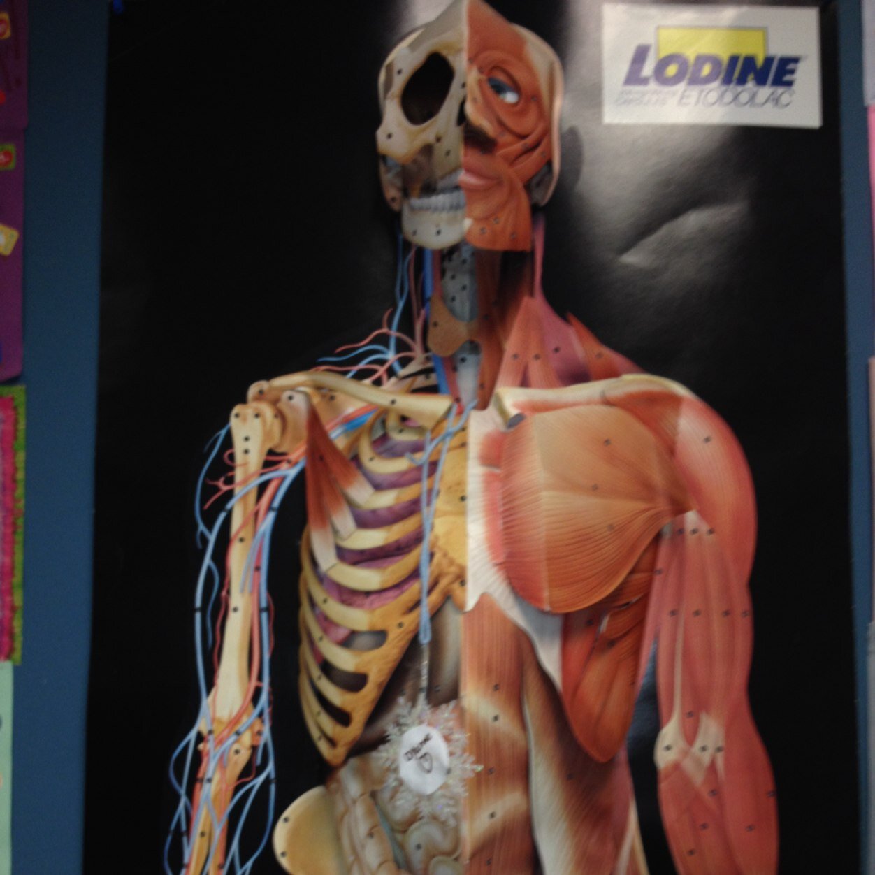 WKAnatomyHealth's profile picture. WKHS Health and Anatomy