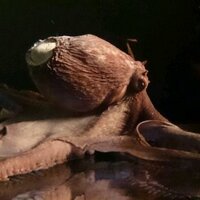 しんや (@michelleshinya) 's Twitter Profile